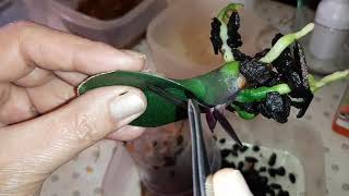 Как из Листа вырастить Орхидею | Phal. Kension