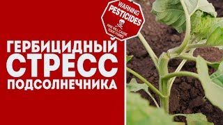 Восстановление подсолнечника после гербицидного стресса | Амино Плюс