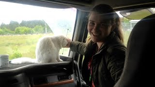 Дальнобой по России. Дальнобойщица Катя, Барсик в шоке! + Бонус новая камера
