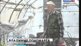 Виноград в Сибири не экзотика
