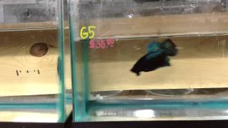 Show Giant Hmpk, and Fighter Giants Hmpk - 12/4/2013 The Betta Shop