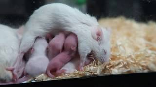 Mother Mouse Feeding Her Babies | Tiny Baby Mouse Found On Camera!!