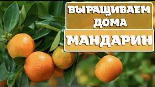 КАК ВЫРАСТИТЬ МАНДАРИН У СЕБЯ ДОМА
