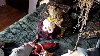Сова Ёль шалить изволит! Опять не так игрушки разложили, сове всё переделывать!
