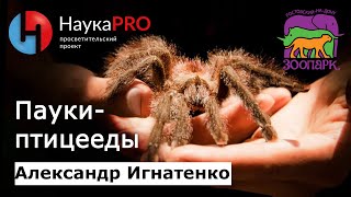 Паук-птицеед: виды, анатомия, поведение | Лекции по зоологии – зоолог Александр Игнатенко | Научпоп