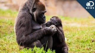 Are Animals Empathetic?