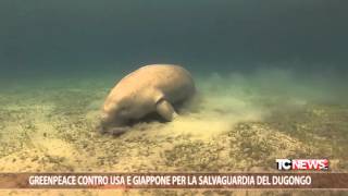 Greenpeace contro USA e Giappone per la salvaguardia del Dugongo
