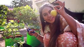 srireddy's beautiful vegetable garden vlog