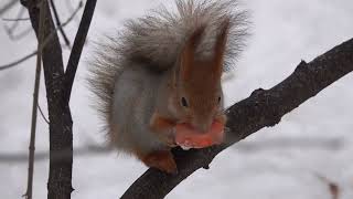 Молодые дикие белки / Young wild squirrels