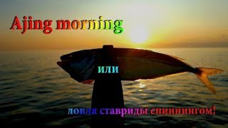 Ajing morning. Ловля ставриды спиннингом с берега.