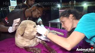 Dog's face disfigured in accident. Watch him become beautiful again.