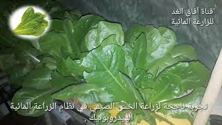 نجاح تجربة زراعة الخس الصيفي في نظام الزراعة المائية الهيدروبونيك