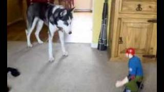 Husky VS Tony Hawk
