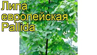 Липа европейская Паллида. Краткий обзор, описание характеристик, где купить tilia x europaea Pallida