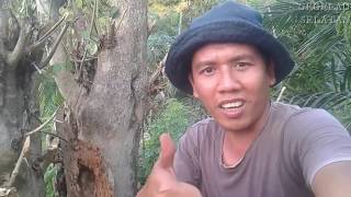 LAGI-LAGI BERBURU LEBAH TRIGONA