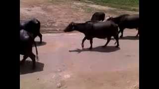 Buffalo Dairy Farm ,Lahore,Pakistan