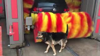 Dog Enjoys Getting Rubbed by Big Car Wash Roller - 1095301