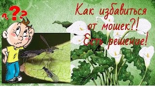 Мошки в комнатных цветах, как бороться!? Советы бывалых!