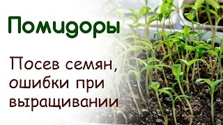 Посадка рассады помидор. Посев томатов. Ошибки при выращивании томатов
