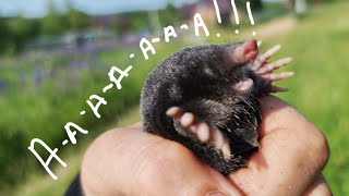 Как кошка Морошка охотилась на мышей, а нашла крота