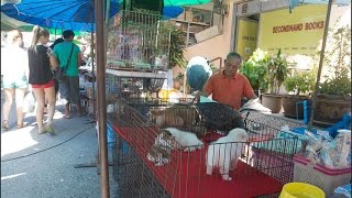 Pattaya Pets market Theprasit | Рынок животных в Паттайе на ул. Тепразит: щенки, котята и др.