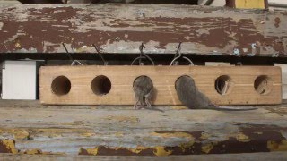 Самодельная мышеловка на 6 слотов