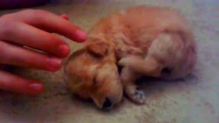 Спящий щенок . Sleeping Puppy. Щенок той-пуделя спит.