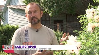 МНОГОЛЕТНИКИ цветут ДОЛЬШЕ после этого / Иван Русских. Сад и огород