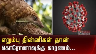 எறும்பு தின்னிகள் தான் கொரோனாவுக்கு காரணம்... விஞ்ஞானிகள் கணிப்பு..! | Corona | Tamil News |