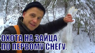 Охота на зайца с русской гончей по первому снегу. Сезон 2019-2020. Трудовой заяц. ИЖ-27.