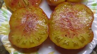 Томат Копия. Еще один вкуснейший БИКОЛОР! Дегустация томата Биколор. №952.