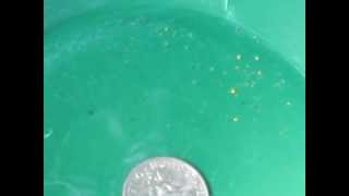 volga river gold panning clean-up
