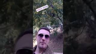Цветет мимоза. 18.01.2018