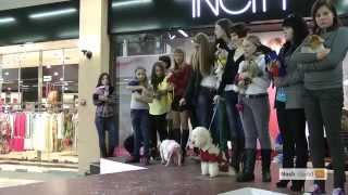 модное дефиле Cats & Dogs в Тюмени