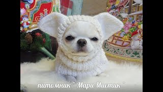 ВЯЗАННЫЕ ШАПОЧКИ , СВИТЕРА ДЛЯ ЧИХУА - ПРОДАМ #одеждадлячихуапродам#( ПИТОМНИК "МАРИ МИСТИК" )