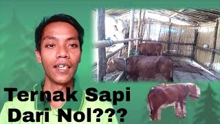 Tips usaha ternak sapi untuk pemula