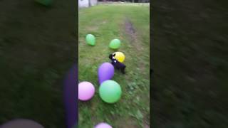 Френски булдог Спайк играе с балони