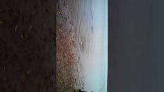 Поймал 2 кг жереха.  Уфа.  Река белая. 28.09.14
