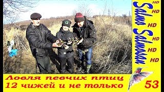 Ловля певчих птиц - щеглы, чижи, зеленугки. 12 чижей и не только