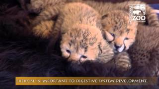 Cheetah Cubs get Companion Dog in Nursery - Cincinnati Zoo