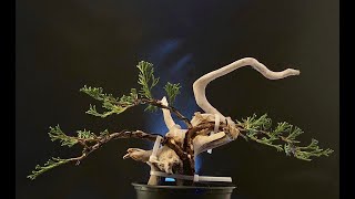 bonsai juniper tanuki DIY