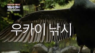 일본의 독특한 낚시, 새를 이용한 '우카이' 낚시