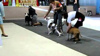 3.04.2011 Владивосток ам.стаффы сравнение на ЛПП