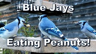 Wild Bird House : Blue Jays Eating In-Shell Peanuts!
