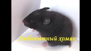 Любопытный хомяк