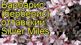 Барбарис оттавский Сильвер Майлс. Краткий обзор, описание характеристик, где купить саженцы