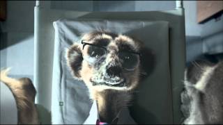comparethemeerkat.com Sick Sergei