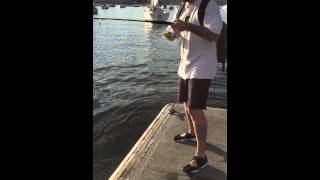 Australian Salmon Caught in Sydney harbour. Rushcutters bay