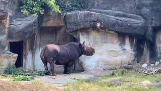 Home Safari - Zoofari Edition - Baby Black Rhino