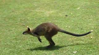 Kangooroo hopping 1
